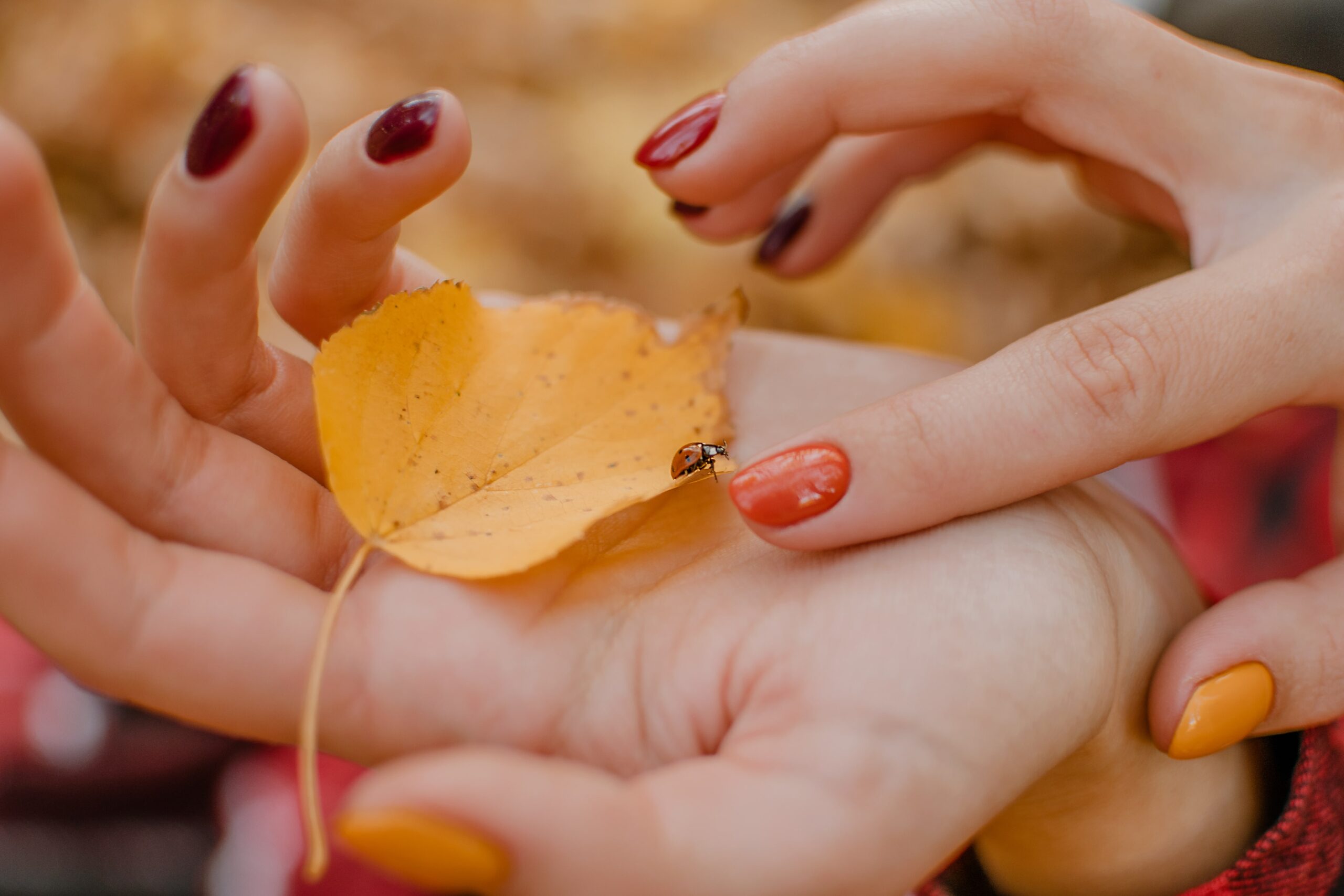 A pair of hands with autumn-themed nail polish in deep red and orange shades holding a yellow fall leaf, representing a cozy and long-lasting autumn manicure.